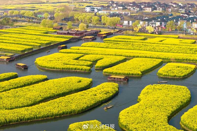 江苏千垛水上油菜花进入观赏期